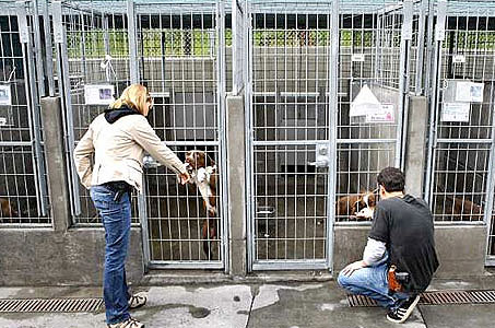 Stages voor dierenvrijwilligers in het buitenland